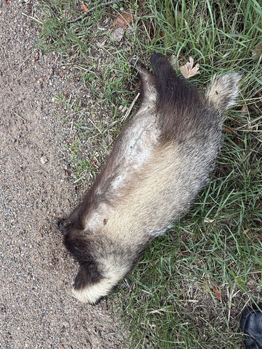 European Badger
