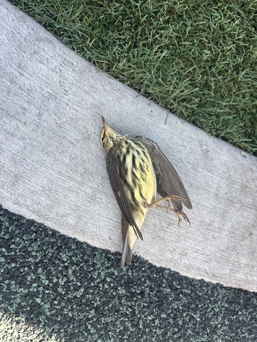 Northern Waterthrush
