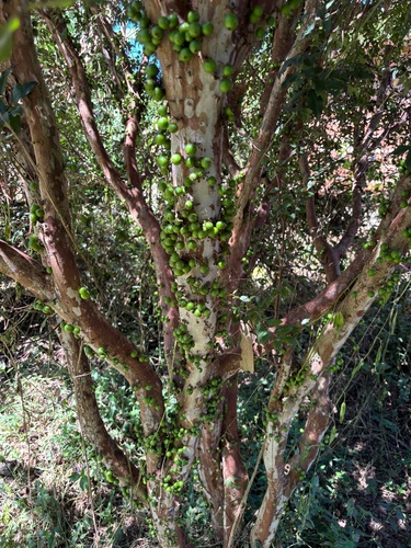 Jaboticaba