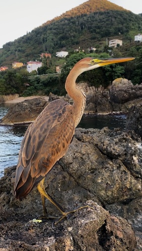 Purple Heron