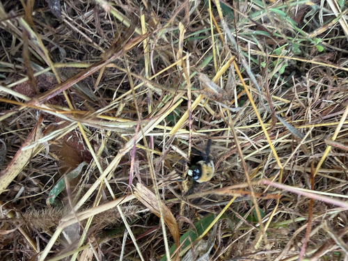 Eastern Carpenter Bee