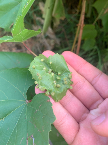 Grape Phylloxera