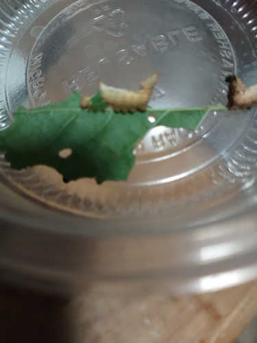 Unicorn Prominent