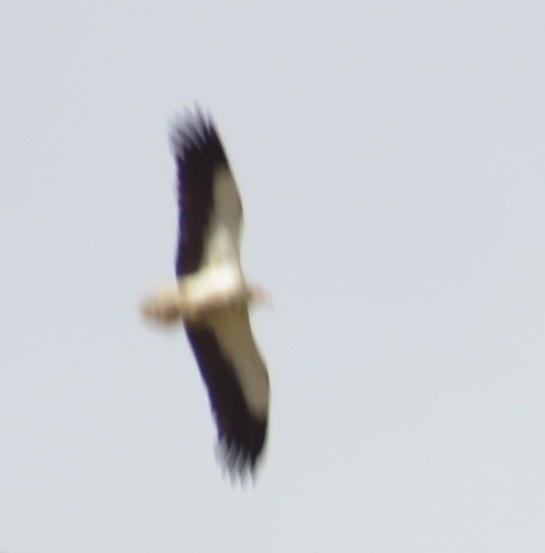 Egyptian Vulture