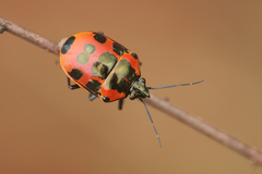 Augocoris gomesii