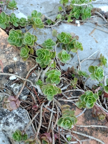 Caucasian Stonecrop