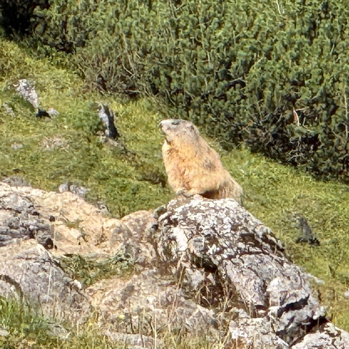 Alpine Marmot