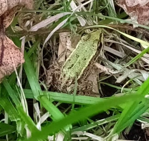 Edible Frog