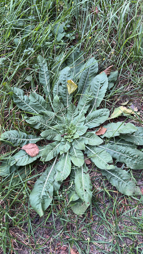 common evening-primrose