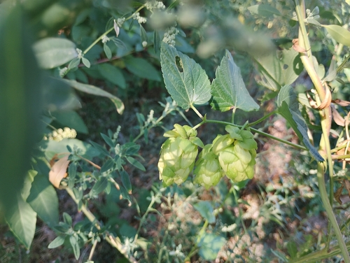 common hops