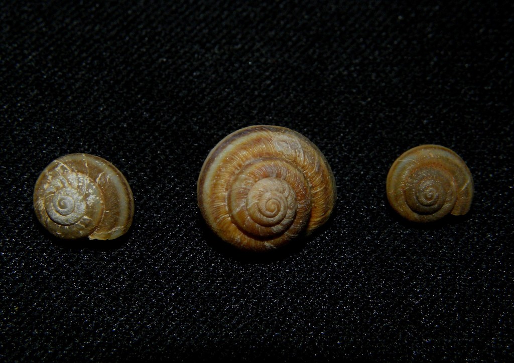 Plebecula nitidiuscula