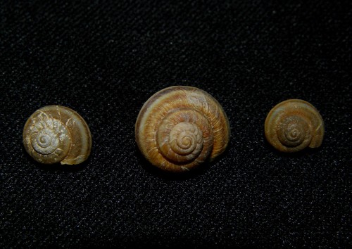 Plebecula nitidiuscula