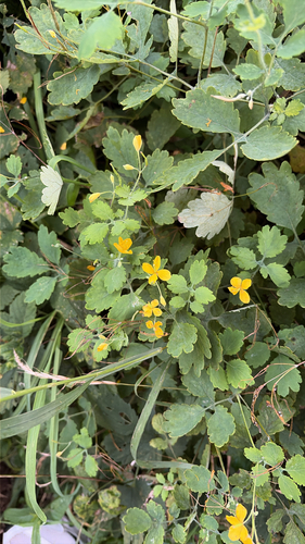 Greater celandine