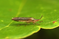 Raphirhinus phosphoreus