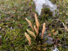 Selaginella selaginoides, photograph (c) Elias, some rights reserved (CC BY)