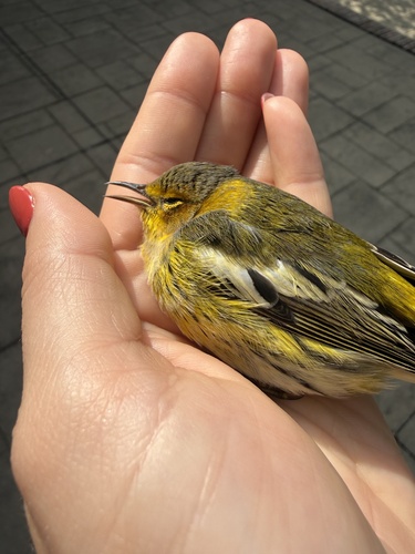 Cape May Warbler