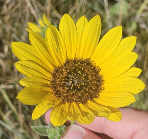 Common Sunflower