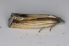 Eucosma umbrastriana