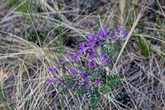 Astragalus suffruticosus