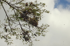 Icterus pyrrhopterus