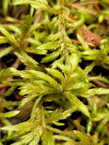 Red-stemmed Feather Moss