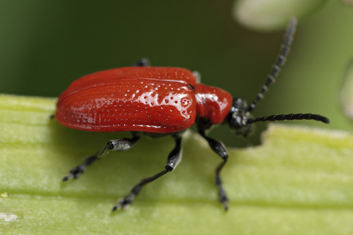 Lily Leaf Beetle