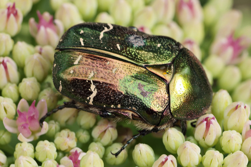 European Rose Chafer
