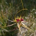 Caladenia radiata - Photo (c) Em Lamond, algunos derechos reservados (CC BY), subido por Em Lamond