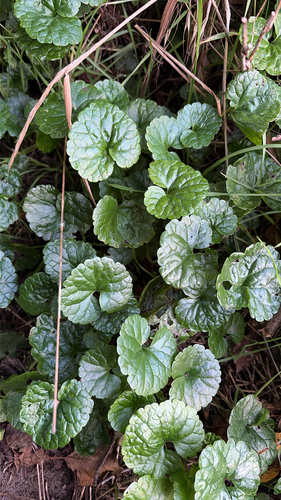 ground-ivy