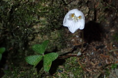 Oxalis griffithii