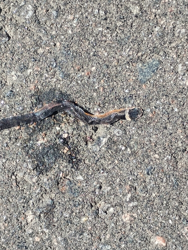 Ring-necked Snake