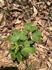 Cnidoscolus stimulosus