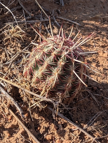Green-flower Hedgehog Cactus