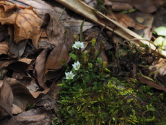 Gentiana flavomaculata