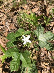 Cnidoscolus stimulosus