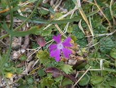 Primula minima, photograph (c) Elias, some rights reserved (CC BY)