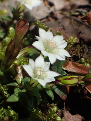 Gentiana flavomaculata