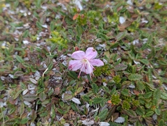 Rhodothamnus chamaecistus