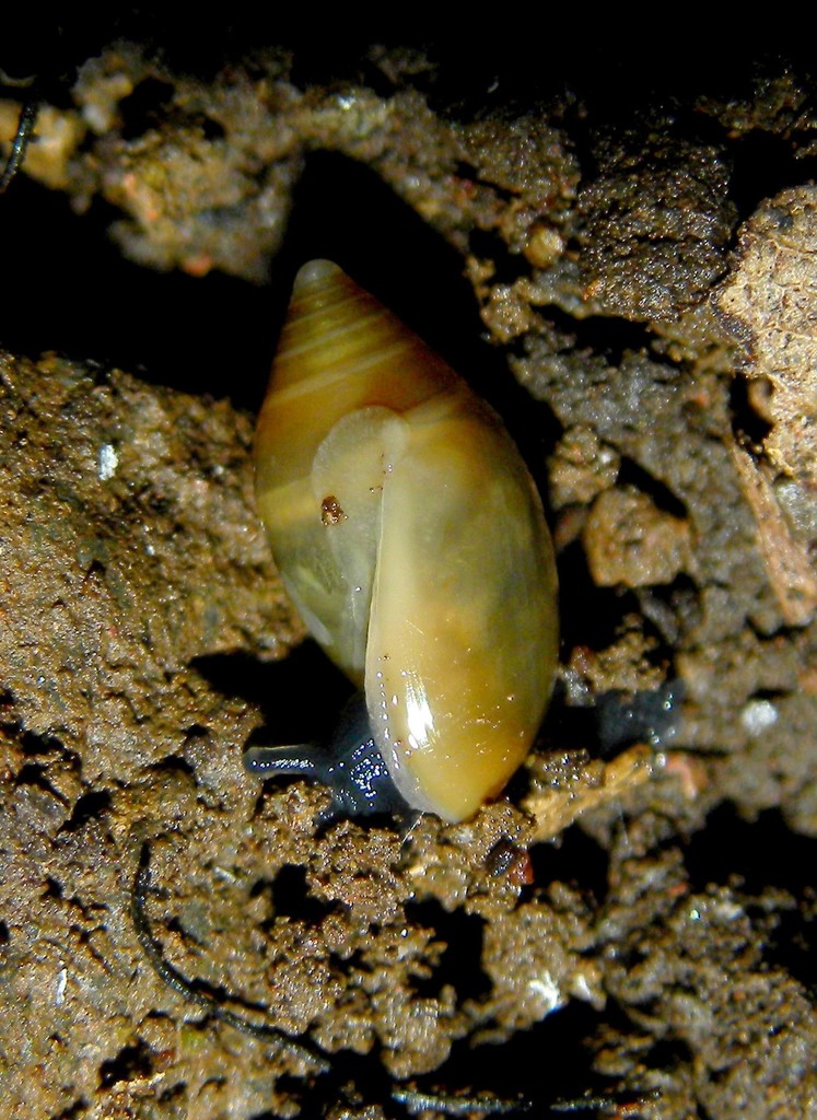 Amphorella