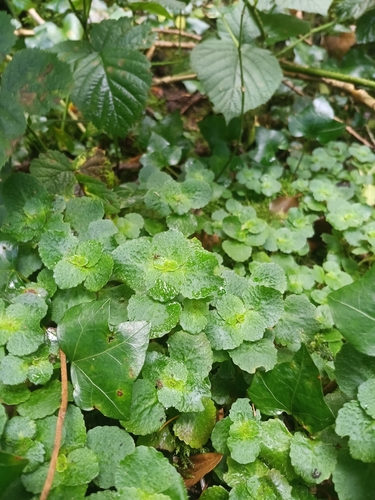 Opposite-leaved Golden-saxifrage