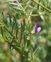 Vicia peregrina
