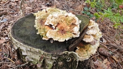 Trametes ochracea