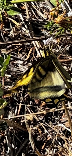 Old World Swallowtail