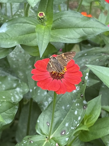 Silver-spotted Skipper