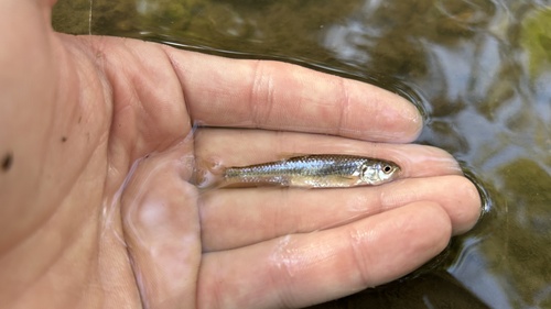 Plains Sand Shiner