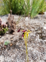 Drakaea micrantha