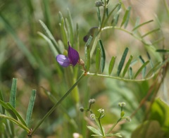 Vicia peregrina