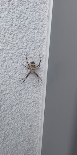 Wasp Spider