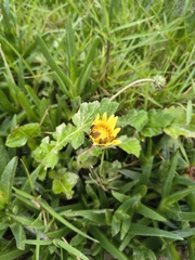 Arctotheca prostrata