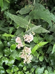 Buddleja salviifolia